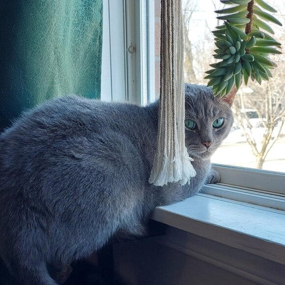 Currently Not Selling - Picture 1 of 1